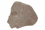 Ordivician Trilobite (Declivolithus) Fossil (Pos/Neg) - Morocco #218771-3